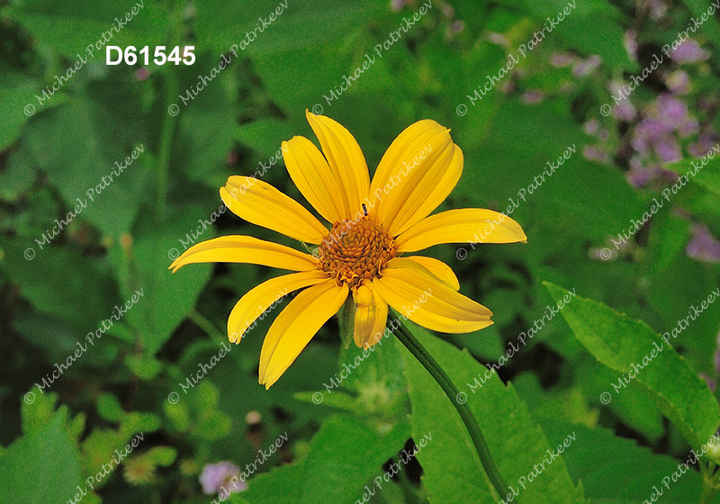 False Sunflower (Heliopsis helianthoides)